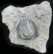 Blastoid (Pentremites) Plate - Oklahoma #25404-1